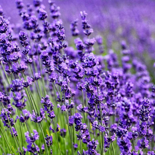 Sacchetti Profumati di Lavanda